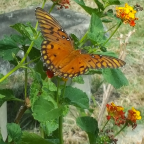 Meet your Posher, Bf - Picture 2 of 4